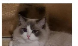 热带鱼cp圈内人爆料,幕后故事大揭秘！