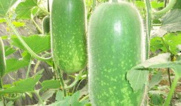 网红前十名吃瓜主播,十大吃瓜主播风云录