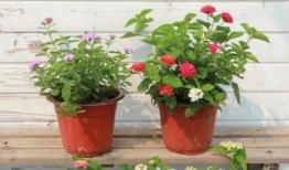 十堰八卦爆料事件视频最新,最新视频揭露惊人内幕