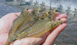 对虾养殖爆料视频播放