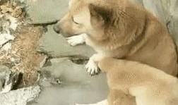 知名狗崽爆料视频大全,揭秘娱乐圈幕后真相