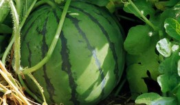 西瓜地免费吃瓜,西瓜地免费吃瓜，畅享清凉一夏！