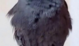 八哥直播爆料视频下载,视频下载背后的秘密大曝光