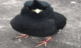 八哥直播爆料视频下载,视频下载背后的秘密大曝光