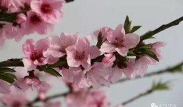 桃花大爆料完整视频下载,独家视频内容抢先看，揭秘幕后精彩瞬间