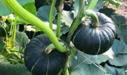 吃瓜网红小孩是谁啊,吃瓜网红小孩背后的故事