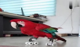 八哥直播爆料视频下载,视频下载背后的秘密大曝光